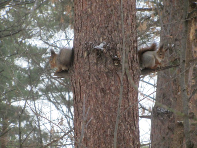 Просто Природа