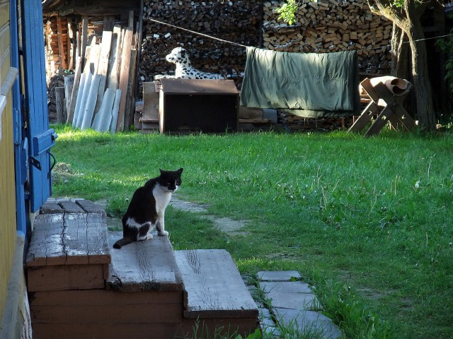 Котовторник  12.06.2018