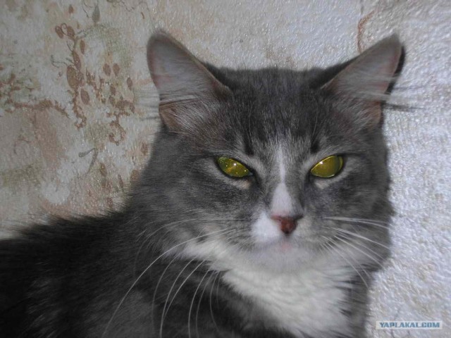 Котовторник на ЯПлакалъ (10.06.08), прикольные коты, добавляем свои!