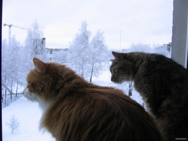 Котовторник на ЯПлакалъ