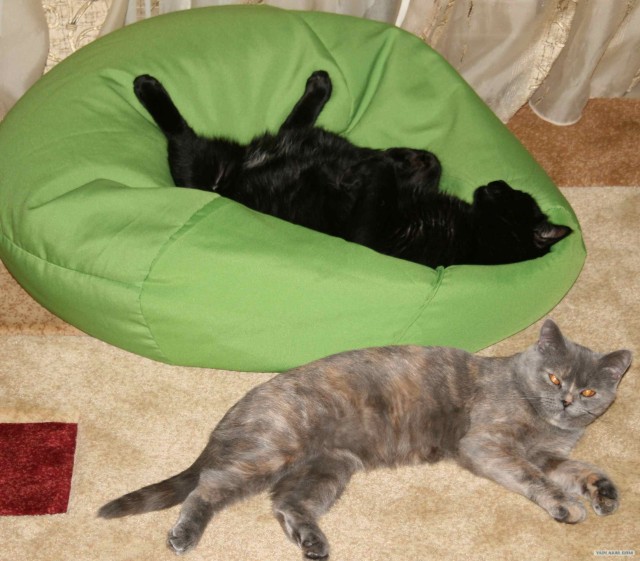Котовторник (06.01)