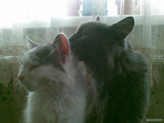Love Story