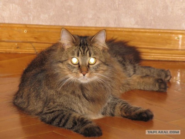 Котовторник - С праздником, котоводы!