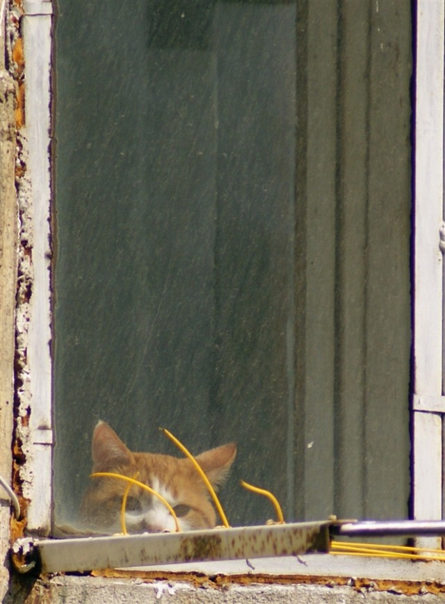 Котовторник уже сегодня!