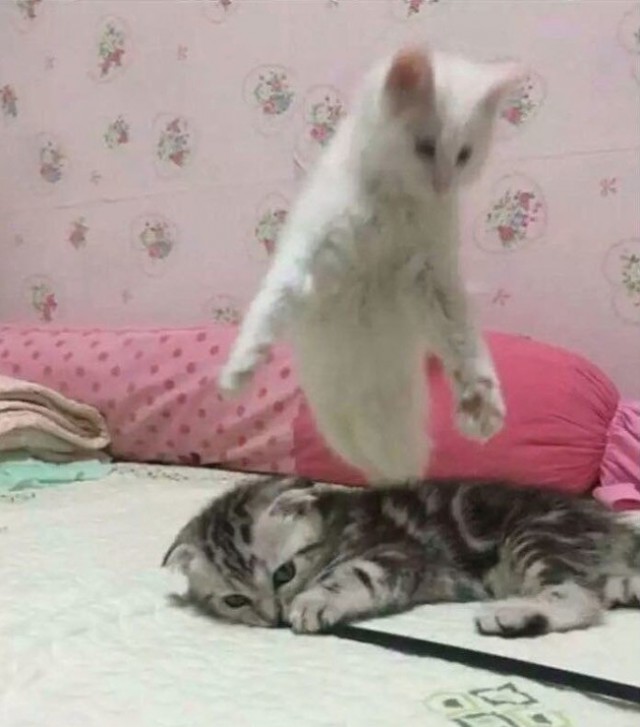 Прикольных котов пост