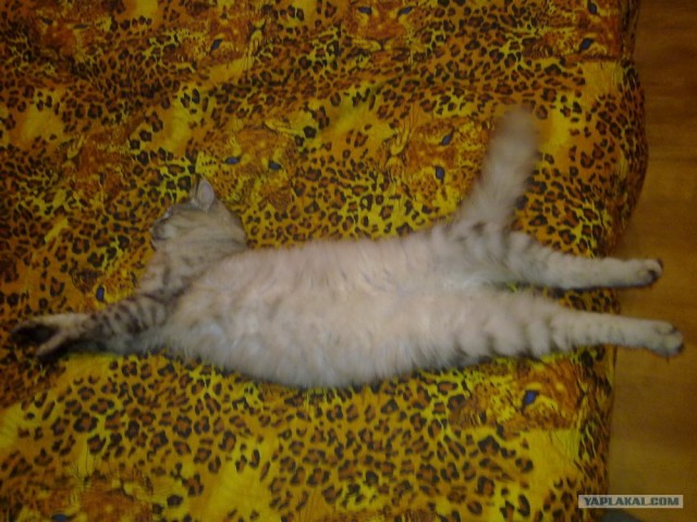 Котовторник! 08.11.11