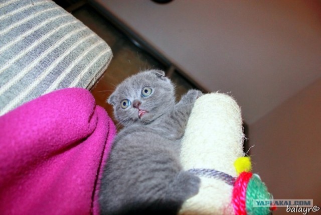 Котовторник! 13.03.2012