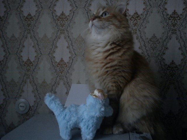 Котовторник 20.03.2012