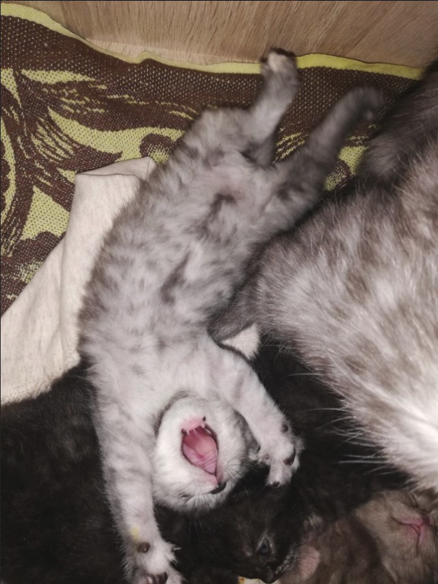 Немного милоты