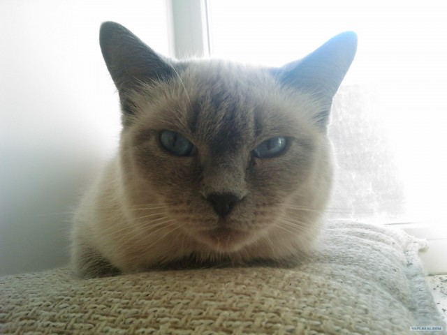 Котовторник 17.04.2012