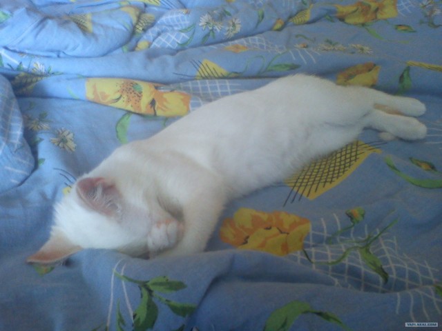 Котовторник 8 мая 2012