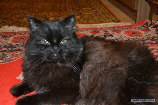 Котовторник  12. 06. 2012