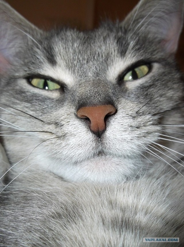 Котовторник на 26.06.12