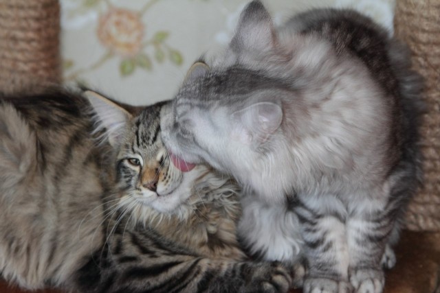 Котовторник  28.08.12