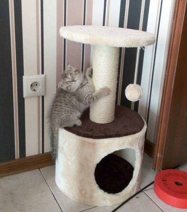 Забавные фото котеек