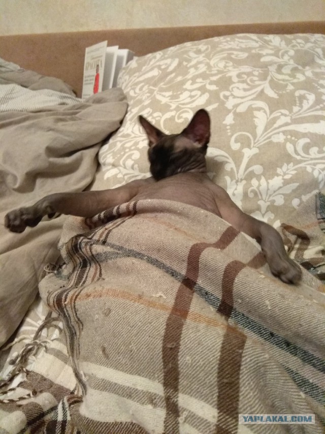 Трехцветное счастье