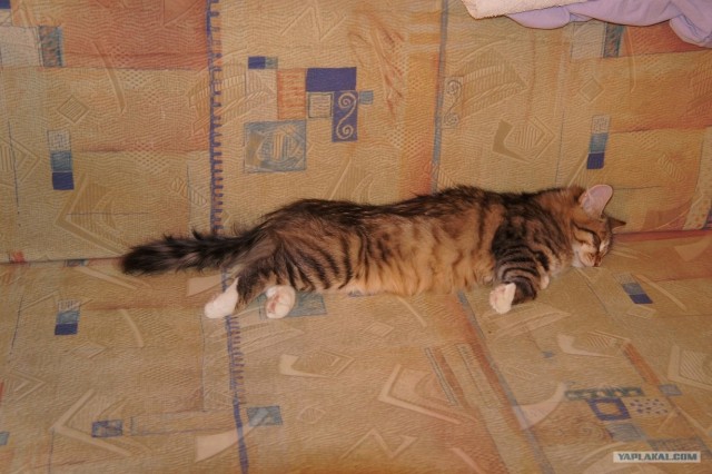 Котовторник 30.10.2012