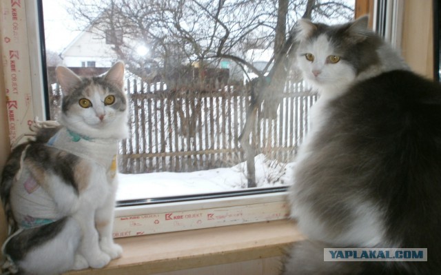 Котовторник ! (12.03.19)