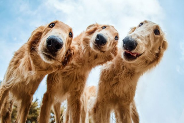 Победители конкурса "Собаки - лучшие фотографии года"