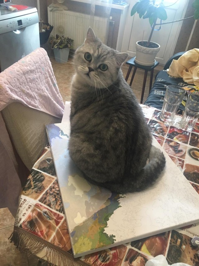 ̶К̶о̶р̶о̶н̶  Котовторник!
