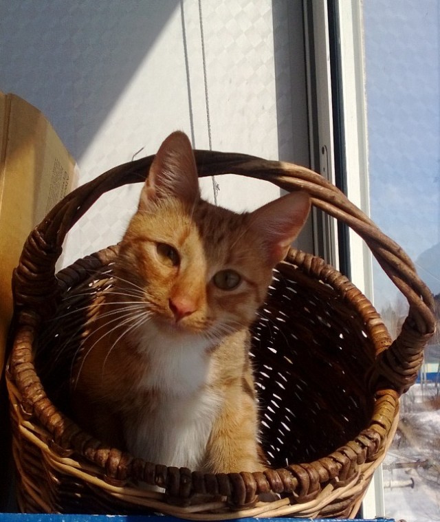 Коты, которые нас порадовали!