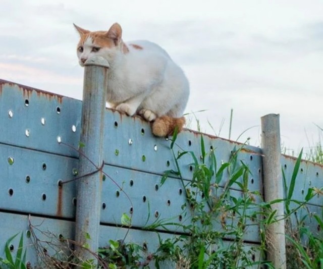 Зверушки