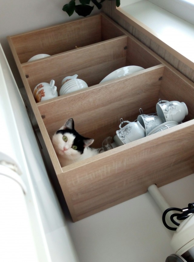 Ну, с котовторником!