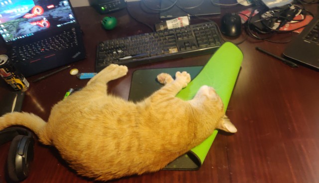 Котовторник?! Коты во вторник!