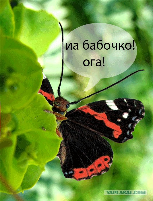 Букашка