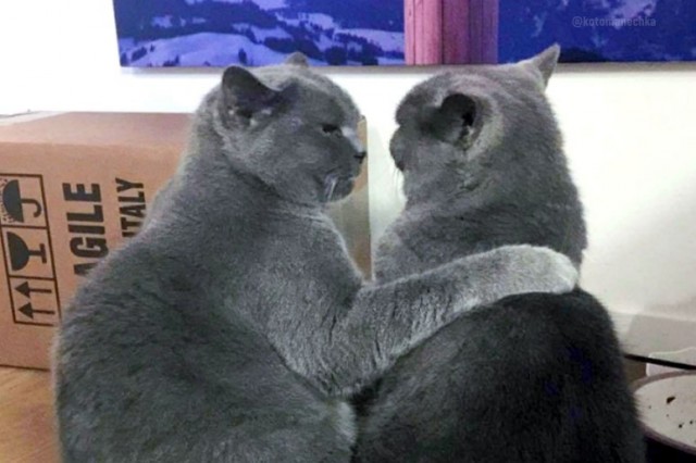 Эти забавные животные