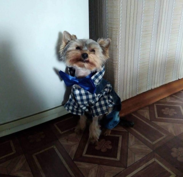 Собаки бывают