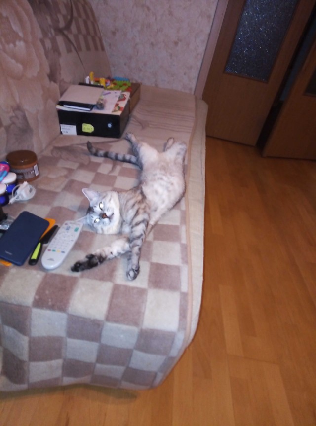 Котокартинки и котобуквы