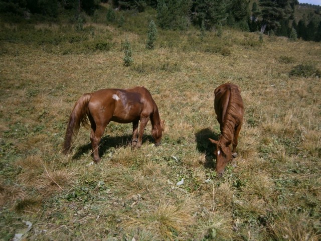 На конягах по Алтаю