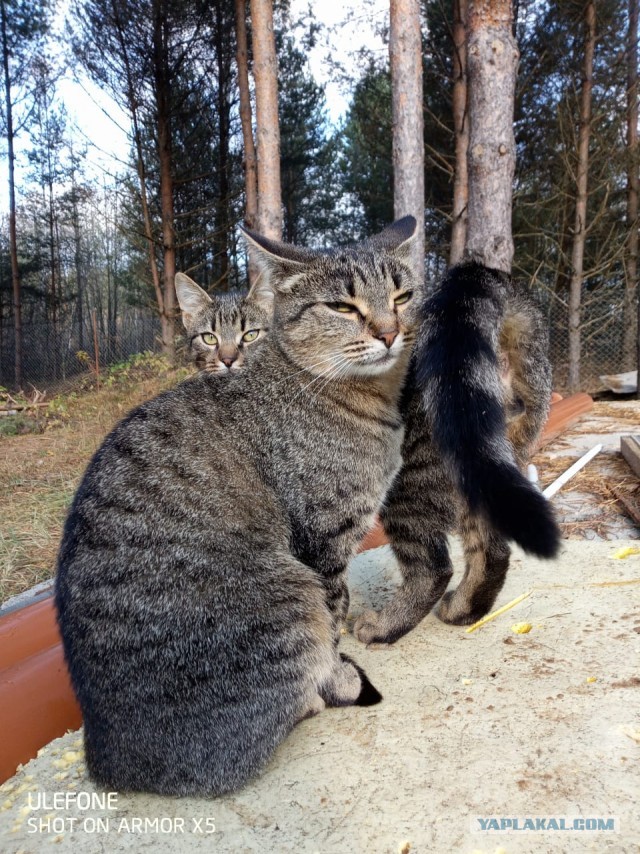 Шерстяные ублюдки