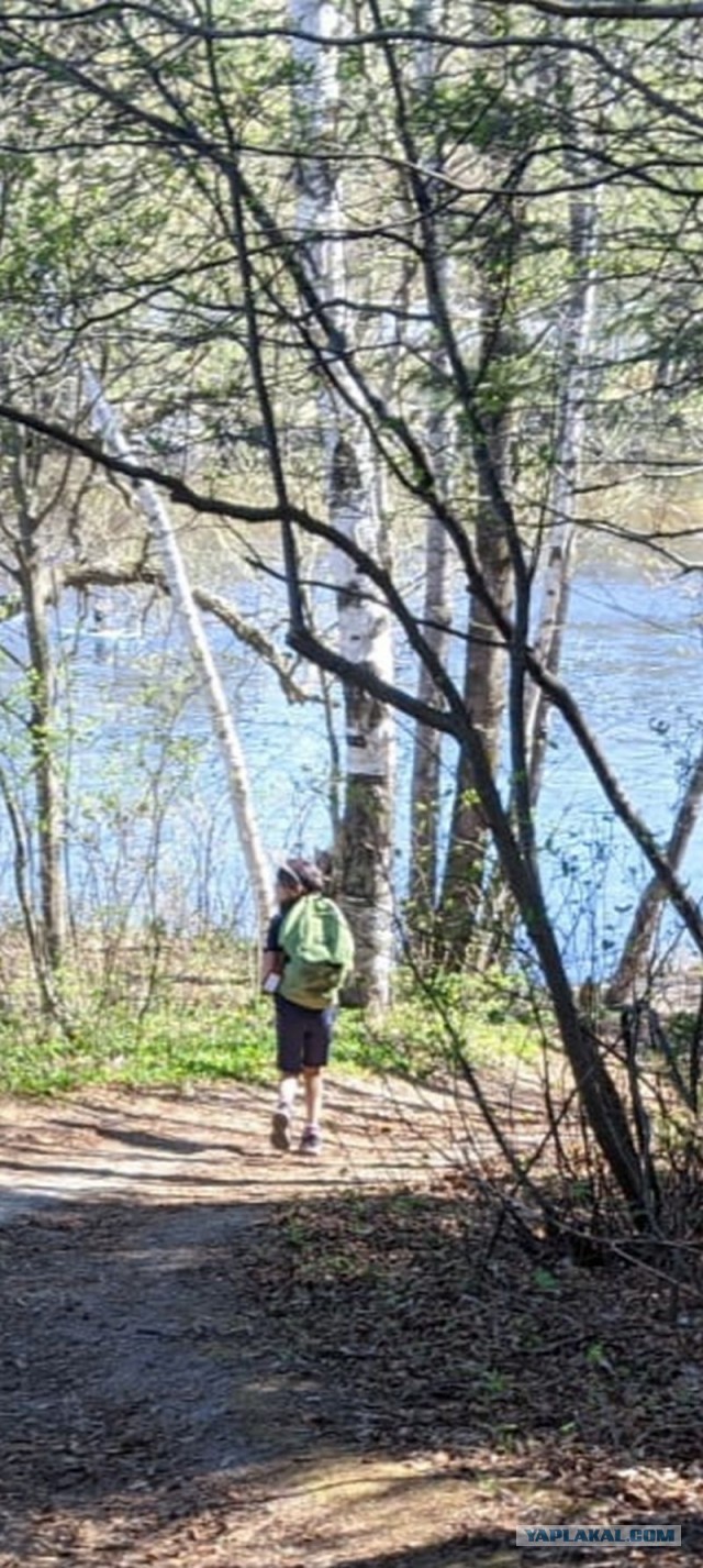 Чага - берёзовый гриб