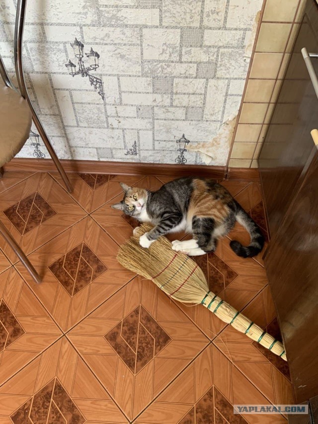 Котовторник же!