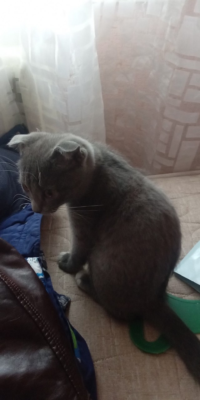 Подборка всякой живности
