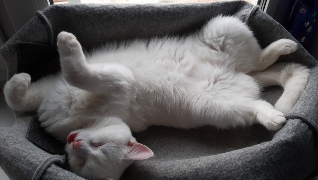 Мой самый первый КОТовторник!