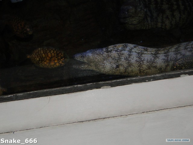 SeaworlD  Япония