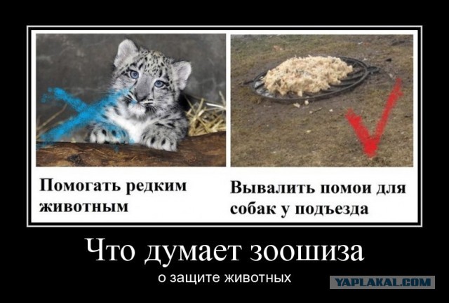 «Собаки содрали с женщины скальп, отгрызли ей кисти рук». За гибель пермячки будут судить чиновницу