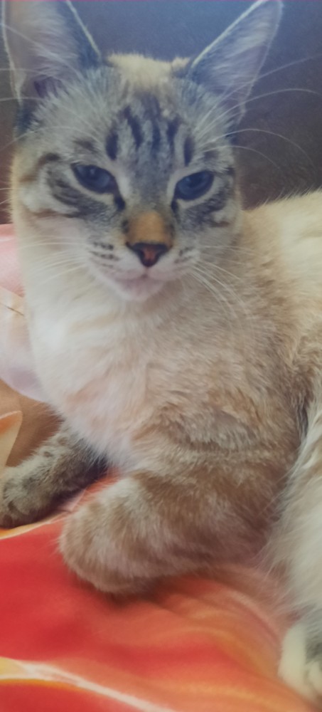 Котовторник. Февраль