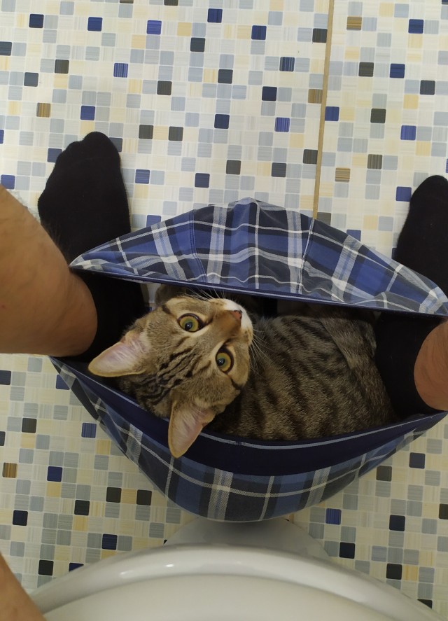 Ну, поехали в котоввторник!