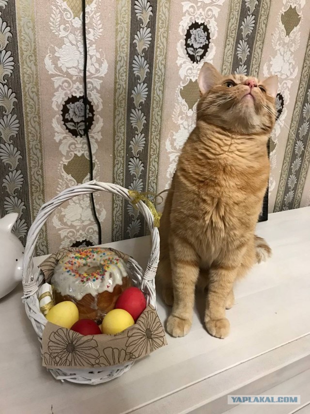 Котовторник ведь начался!