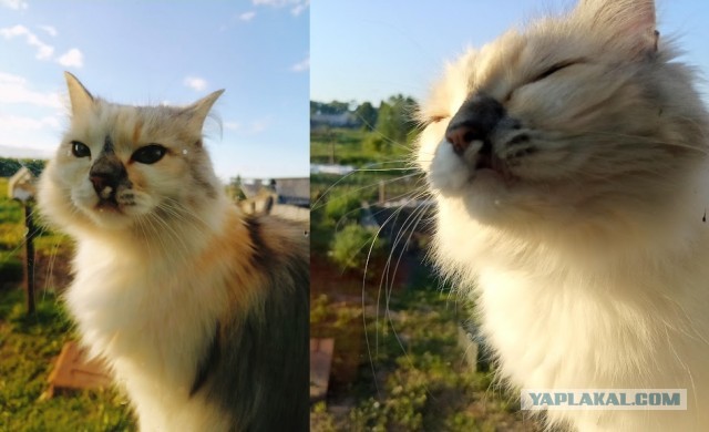 Котовторнику быть