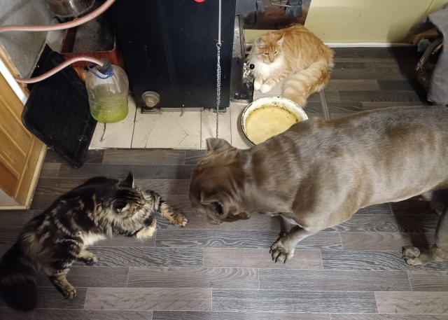Кошка