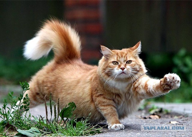 Прогнать кота невозможно