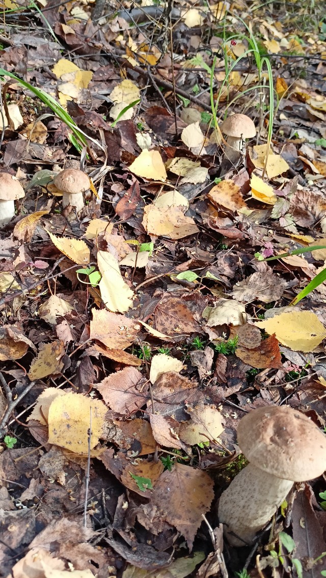 Грибы вроде пошли. Владимирская область