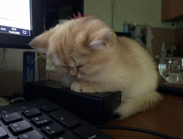 Шерстяной котовторник. Октябрь 2022