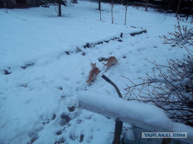 Жизнь домашнего приюта для котеек 430