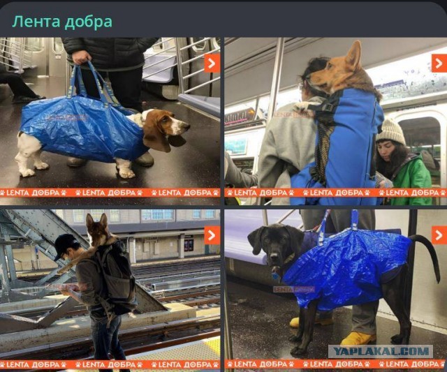 Победная поступь идиотизма по планете – том 9